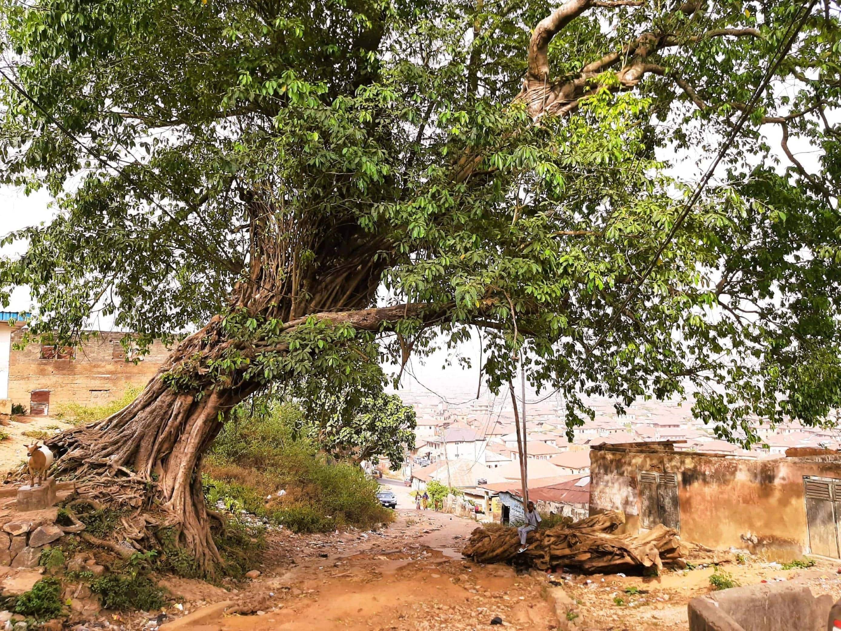 An old ficus tree in front of the Opadere family compound. Oké Dada. Photo Emilie Guitard December 2021. min. min min min